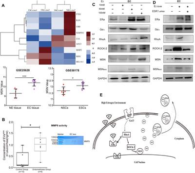 Ectopic Endometrial Cell-Derived Exosomal Moesin Induces Eutopic Endometrial Cell Migration, Enhances Angiogenesis and Cytosolic Inflammation in Lesions Contributes to Endometriosis Progression